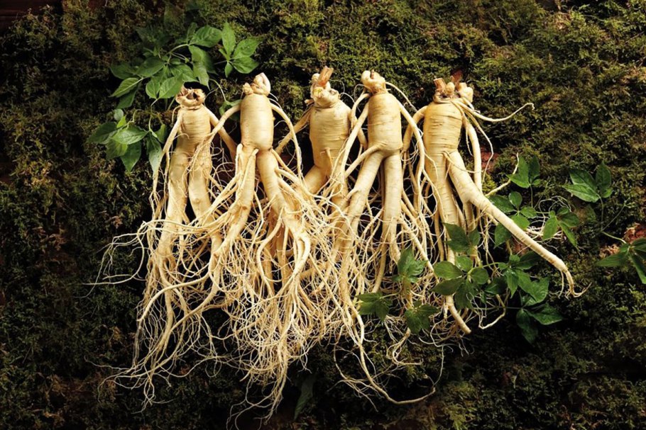 Женьшень растение корень