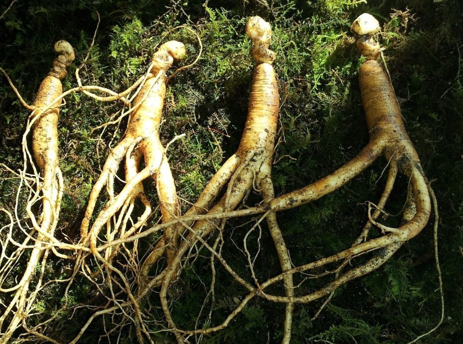 Корень женьшеня Приморский край