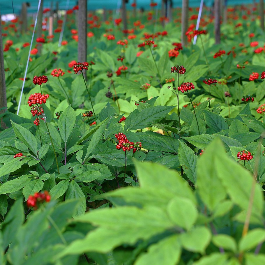 Женьшень настоящий (Panax Ginseng)