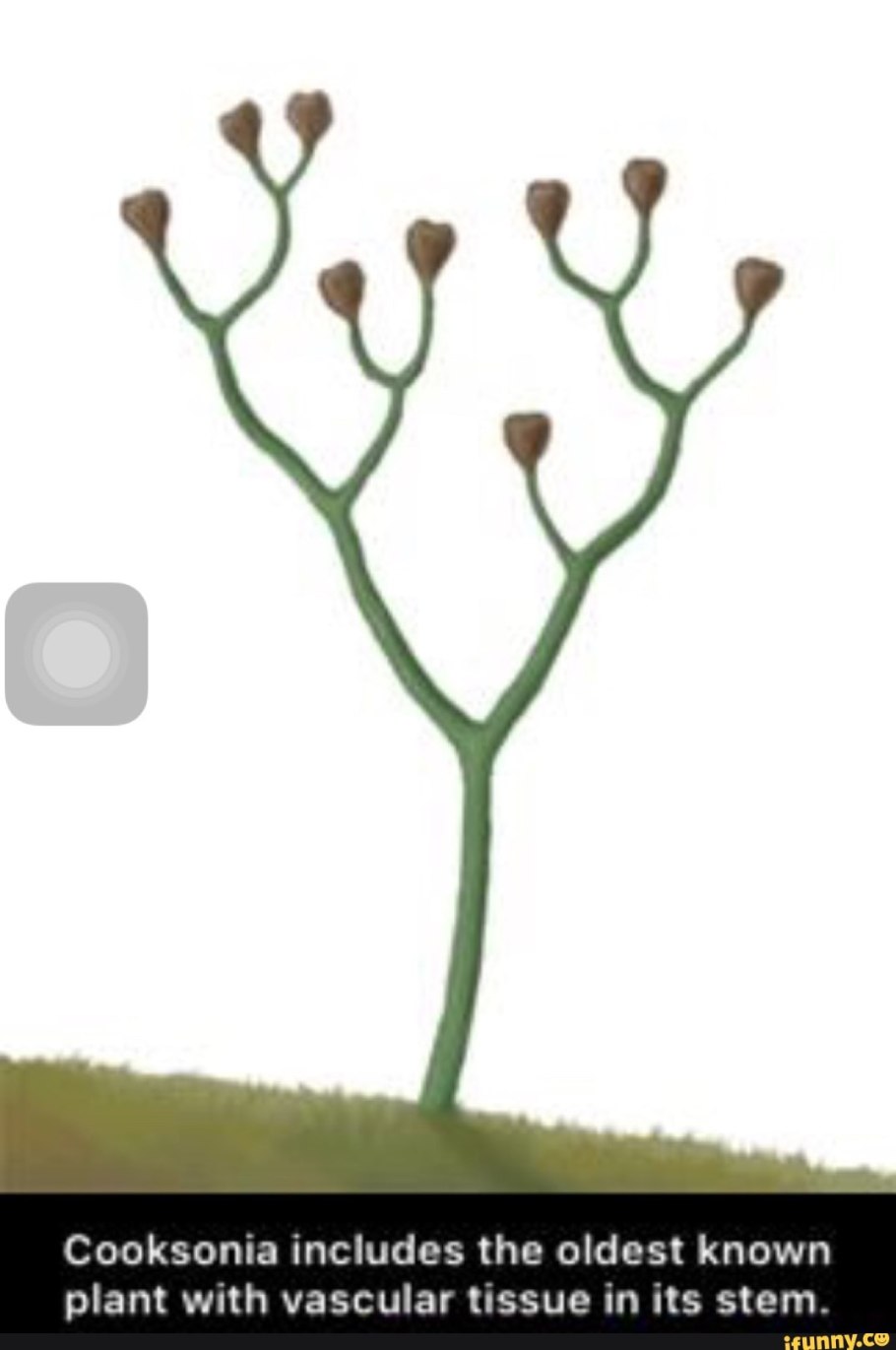 Куксония окаменелости