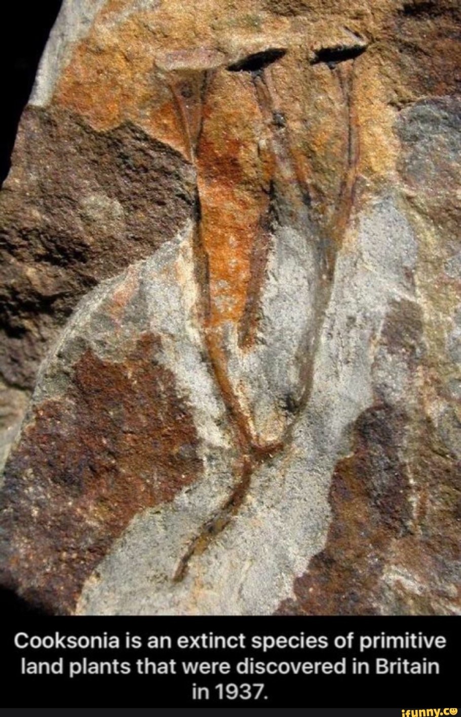 Psilophyton princeps