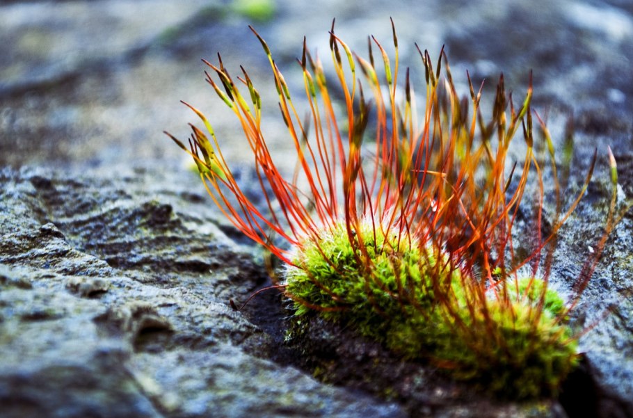 Фотографии сосудистые растения