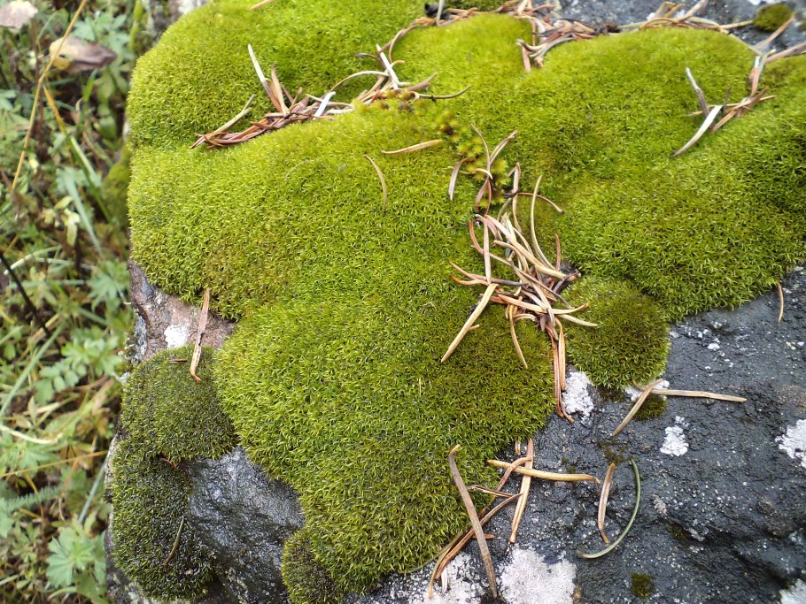 Силурийский период растения