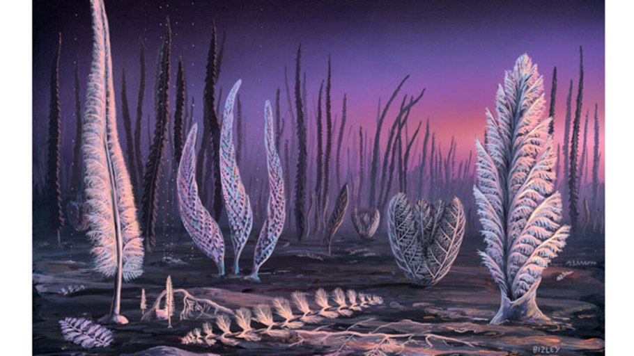 Астероксилон растение