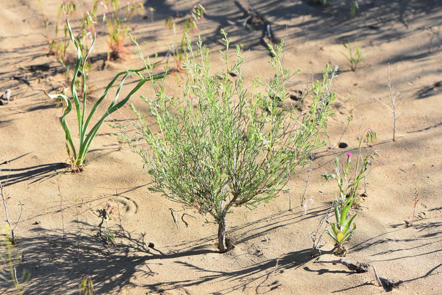 Риниофиты окаменелости