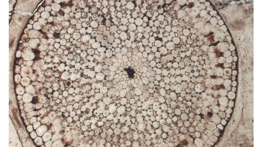 Гаметофит Ринии