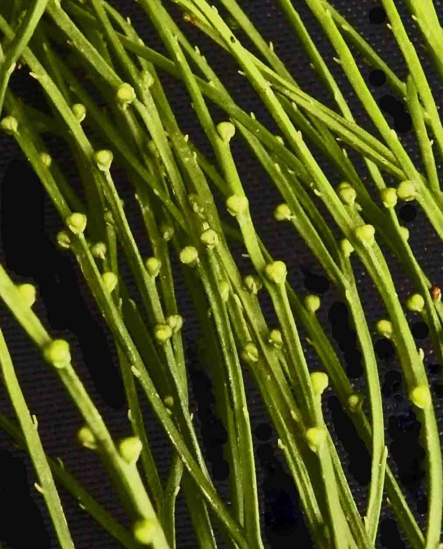 Псилот СИНАНГИЙ