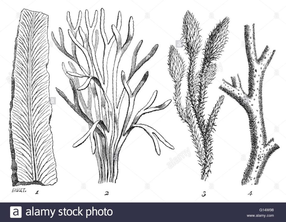Tracheophyta Силур