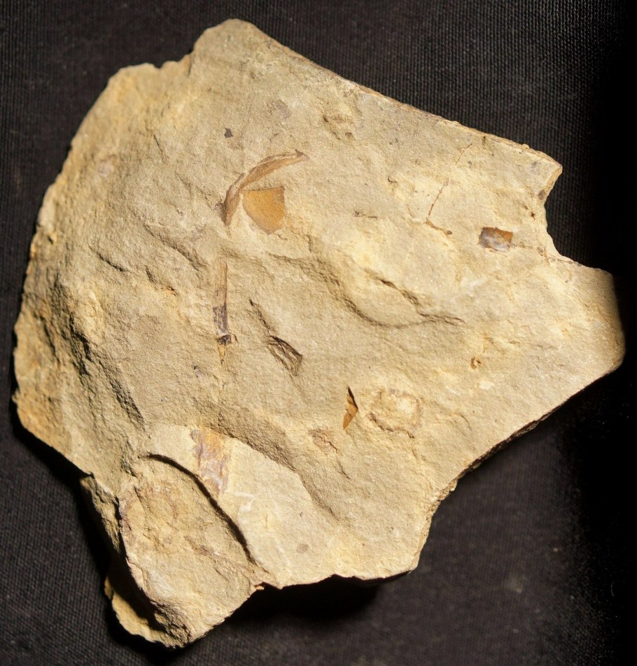 Риниофиты окаменелости