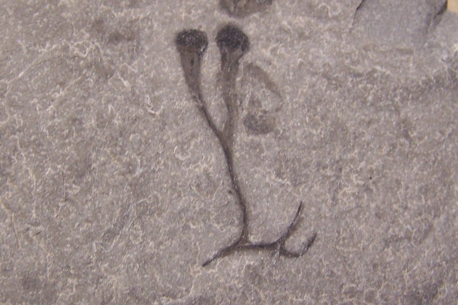 Окаменелости древних насекомых