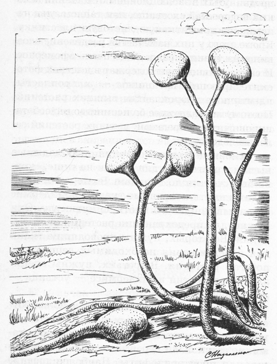 Силурийский период куксония