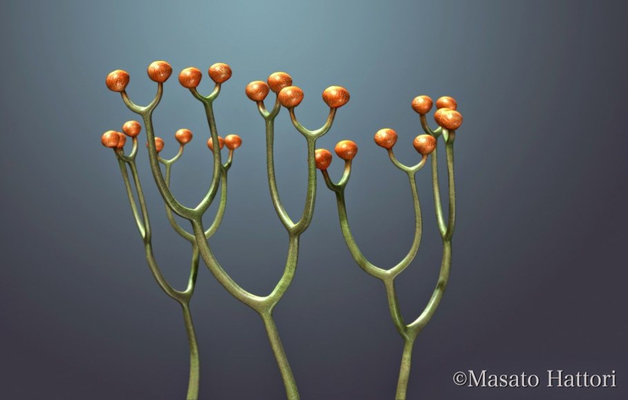 Сосудистые растения Силур