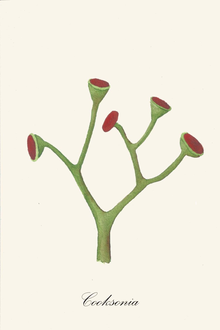 Куксония Силур