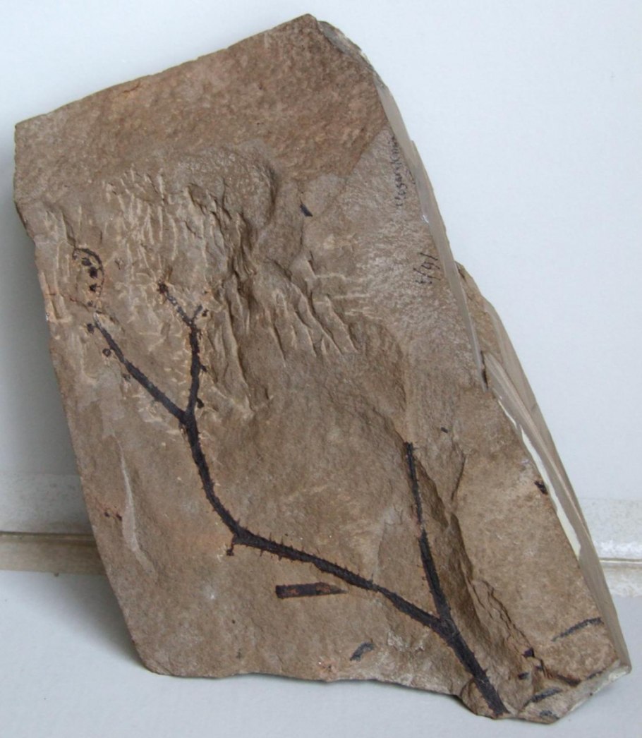 Фото куксонии