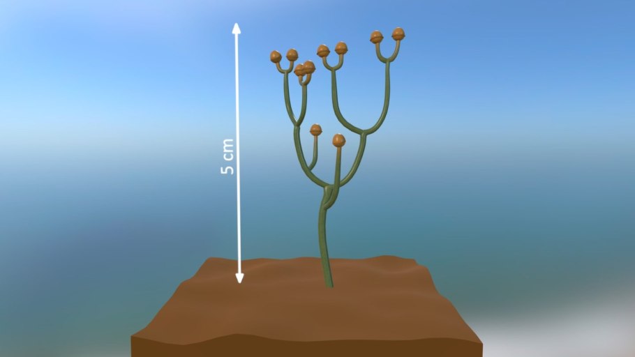 Куксония Силур