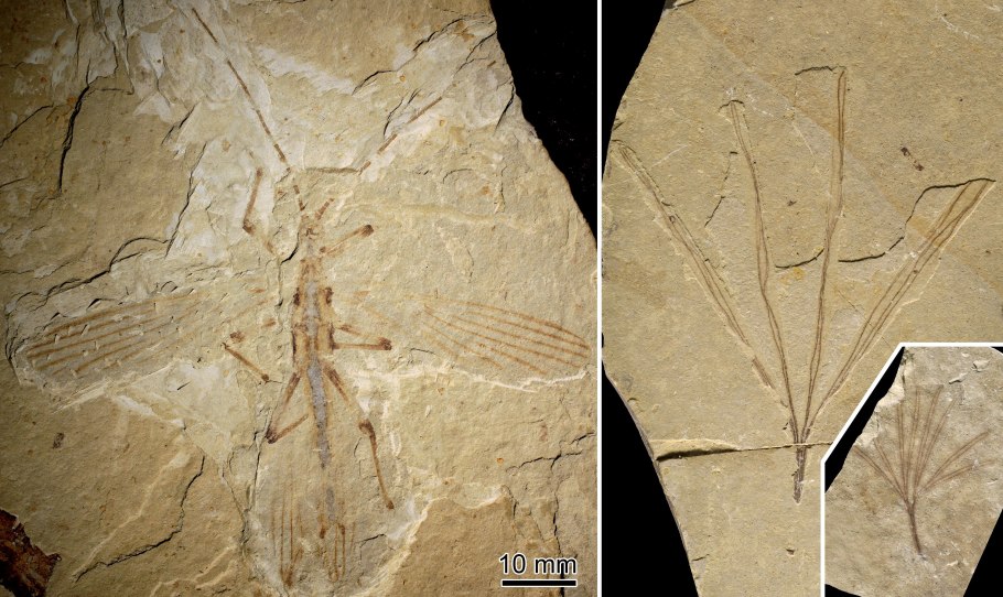 Rhynia Gwynne vaughanii