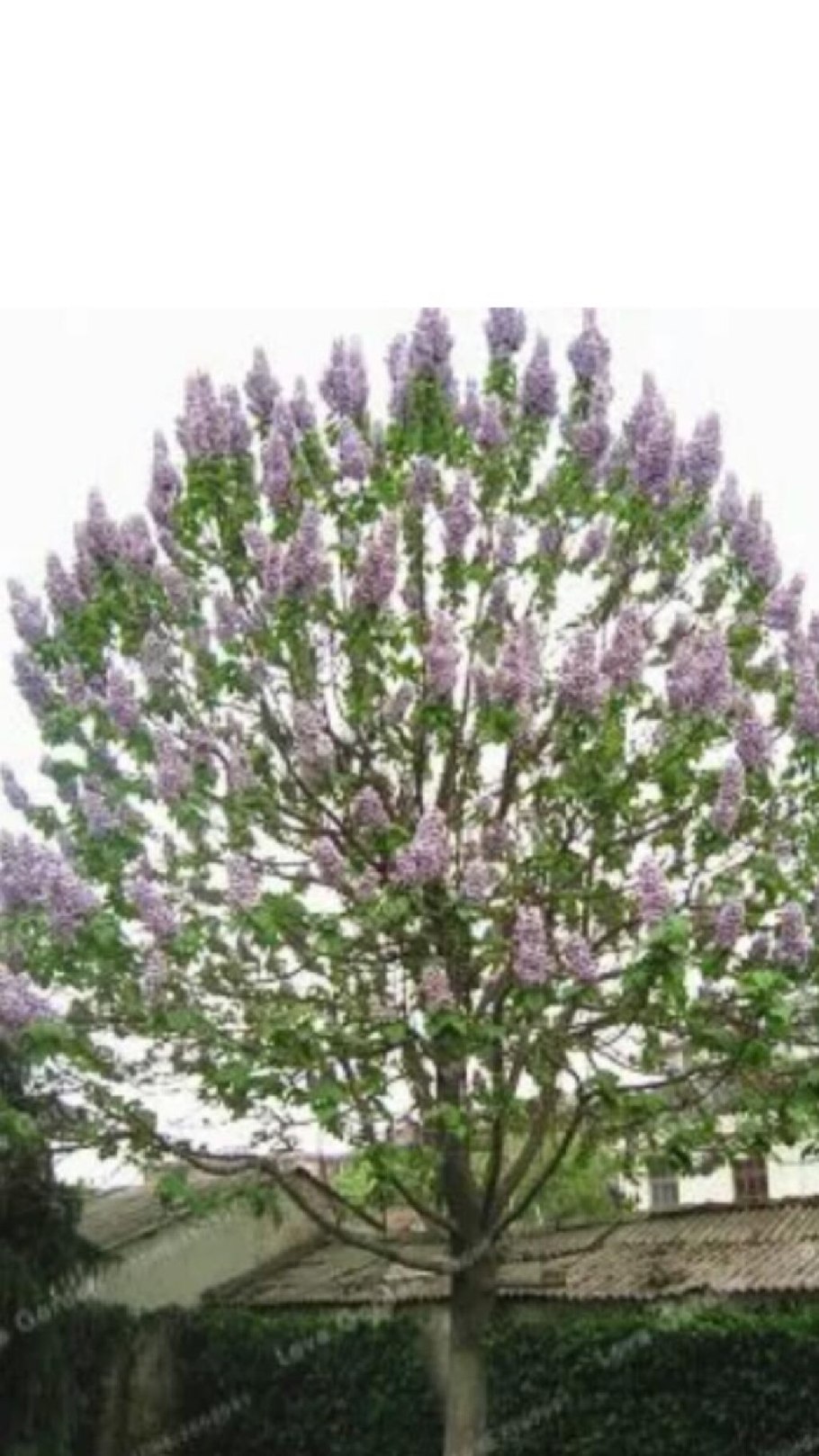 Павловния элонгата