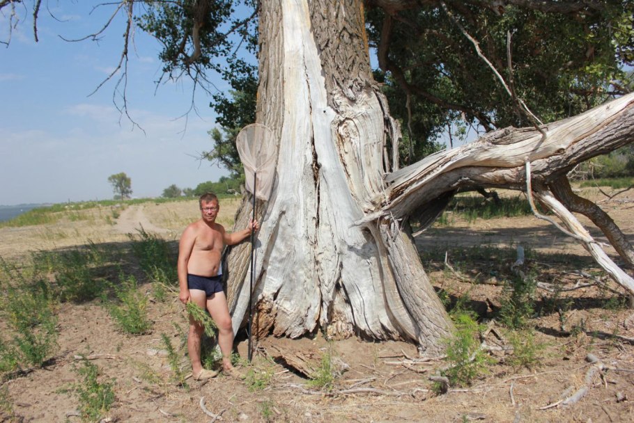 Дерево Тамала фото