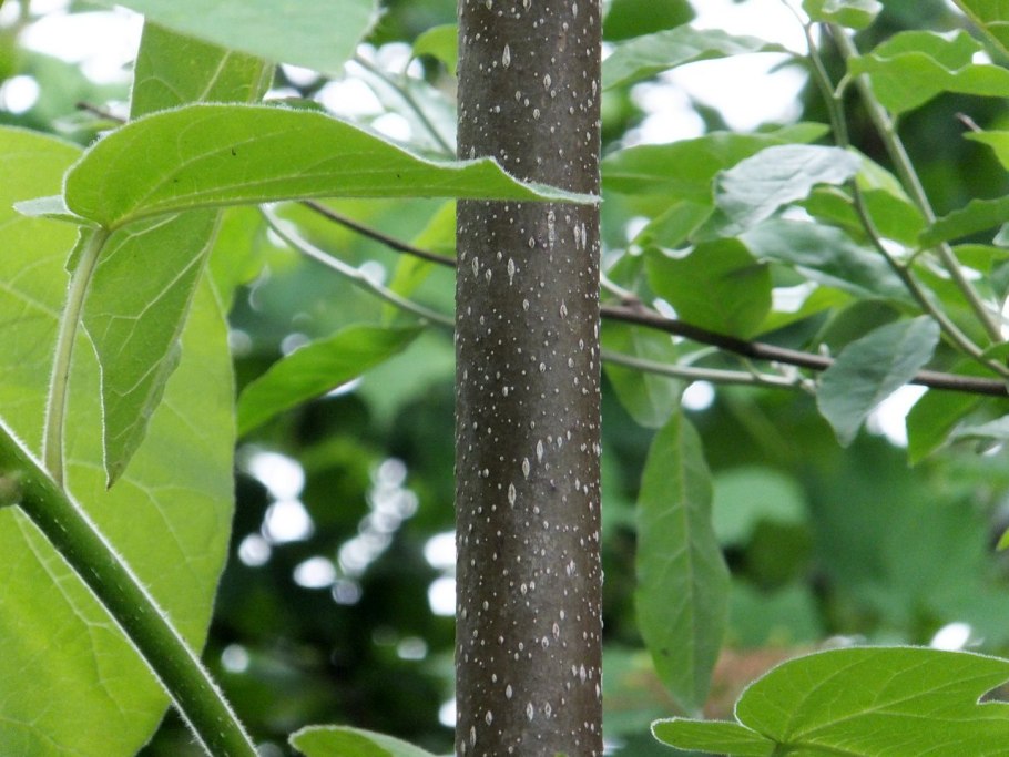 Саженцы, войлочная, z07, 9501, Shan Tong.