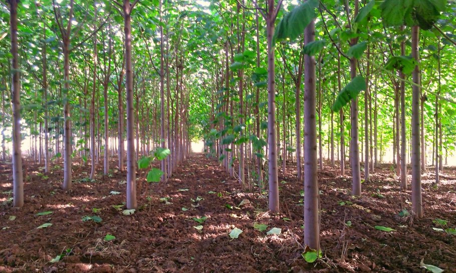 Шандонг павлония