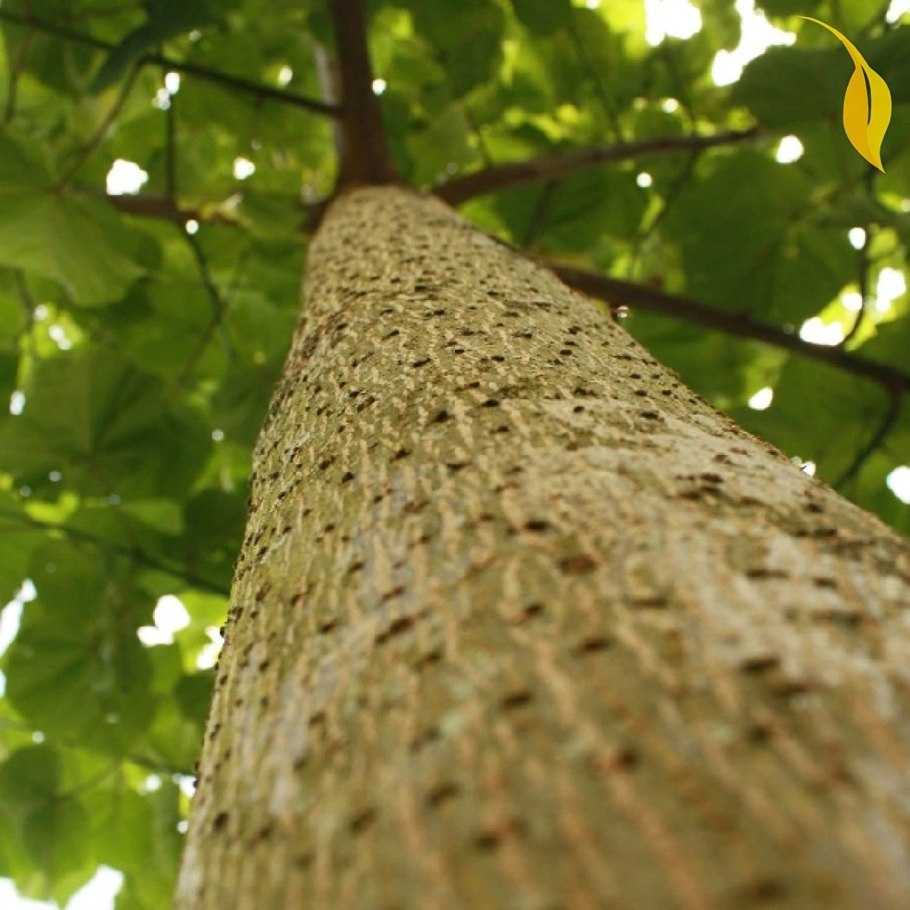 Павловния элонгата