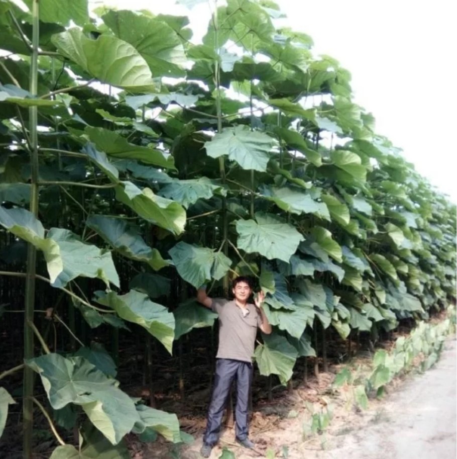 Павловния быстрорастущая