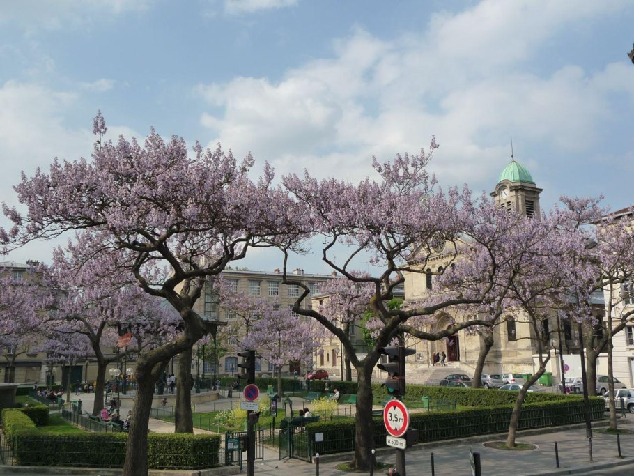 Павловния Шан-Тонг