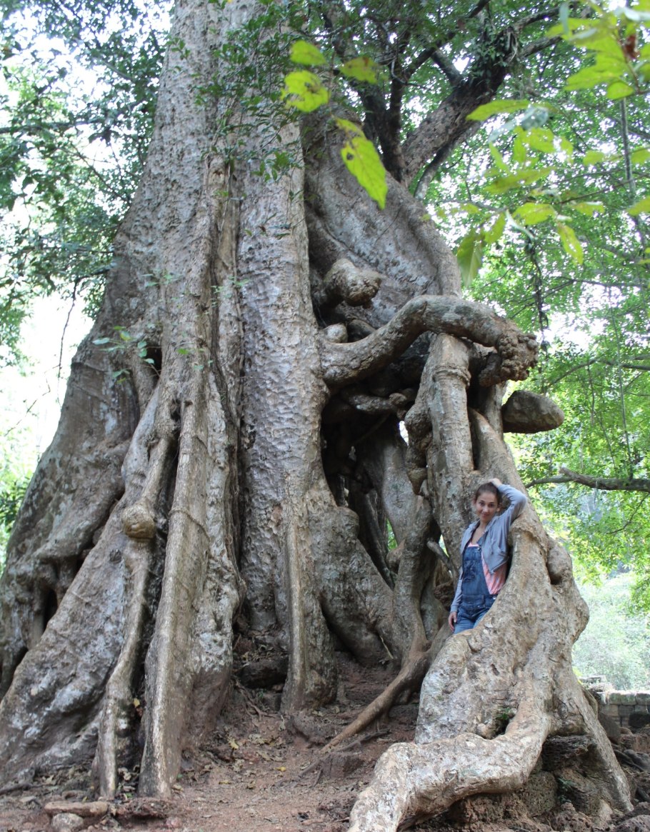 Половня медоносное дерево