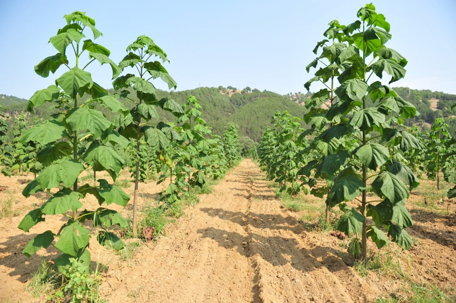 Павловния рассада