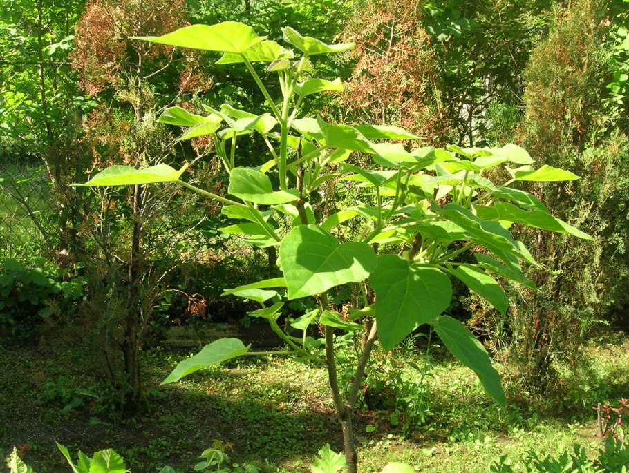 Павлония войлочная листья