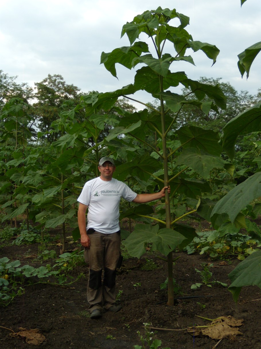Павлония дерево