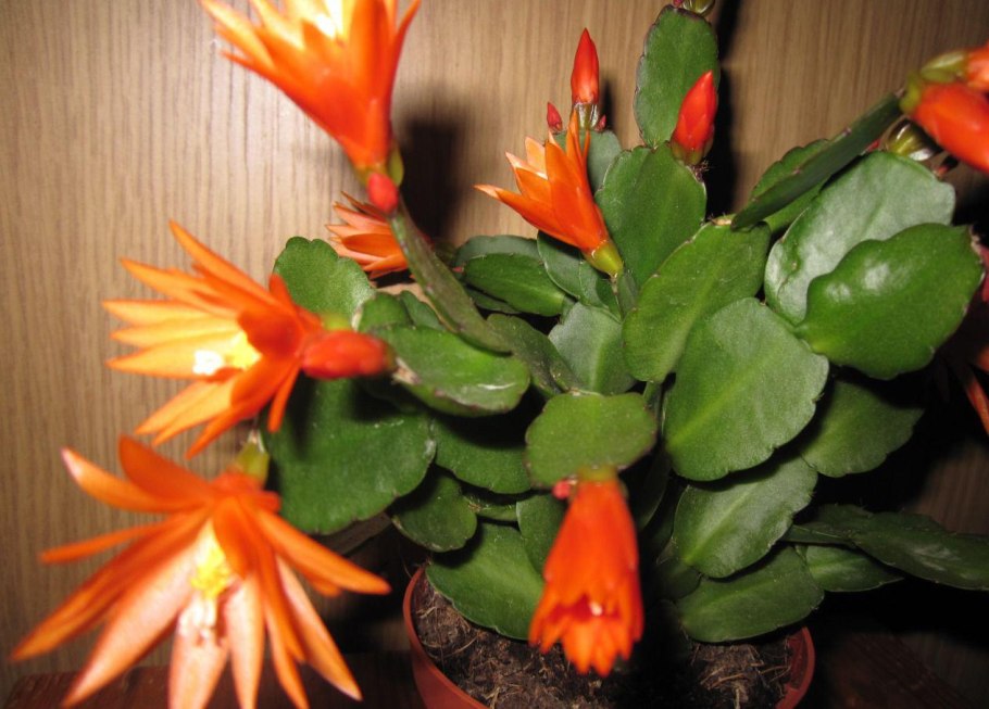 Декабрист шлюмбергера Гертнера