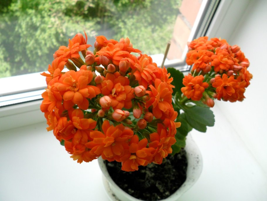 Каланхоэ оранжевые цветы