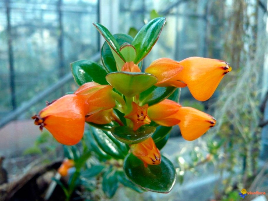 Цветок гипоцирта Глабра