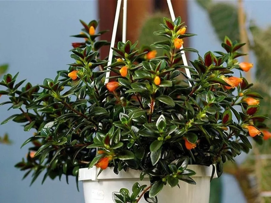 Нематантус Тропикана