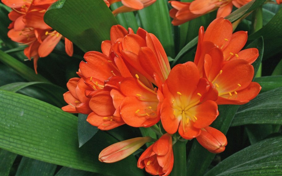 Кливия цветок