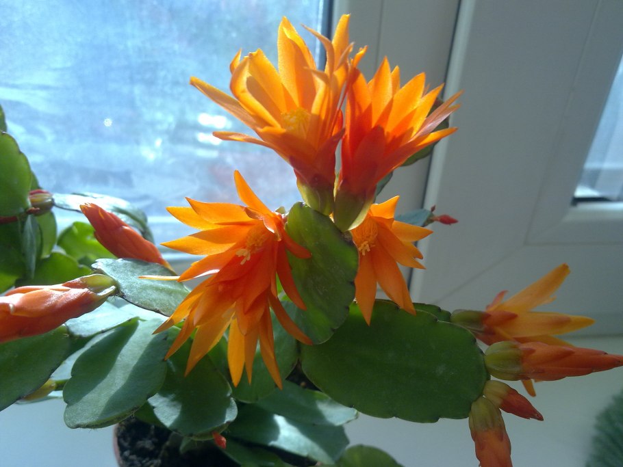 Зигокактус рипсалидопсис