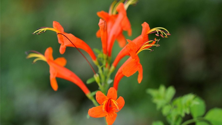 Эсхинантус оранжевый