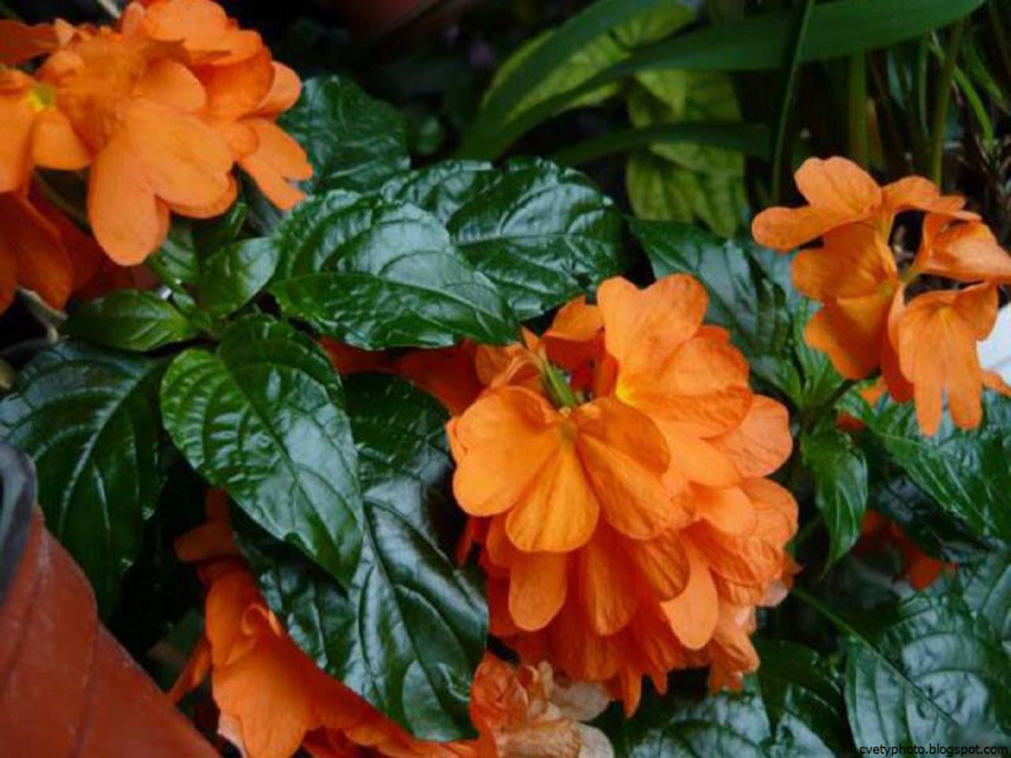 Кроссандра Тропик красная