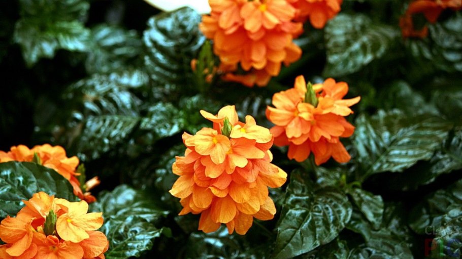 Кроссандра цветок