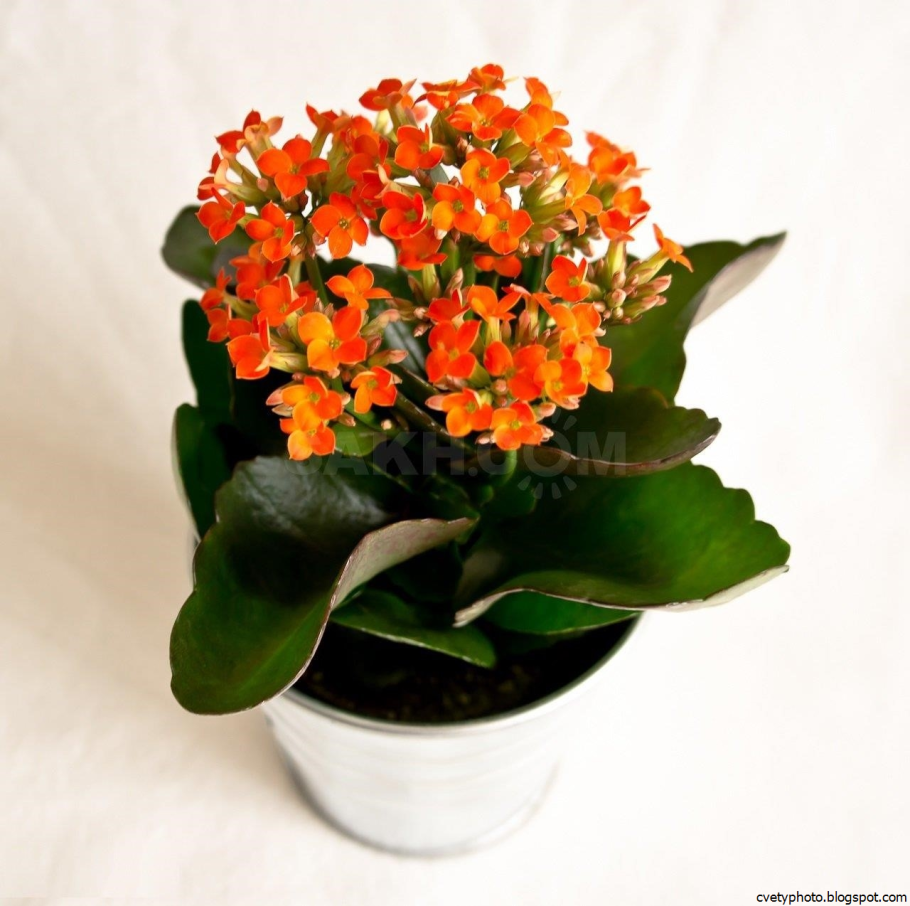 Каланхоэ Блоссфельда оранжевый