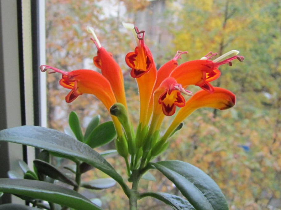 Эсхинантус Жар птица