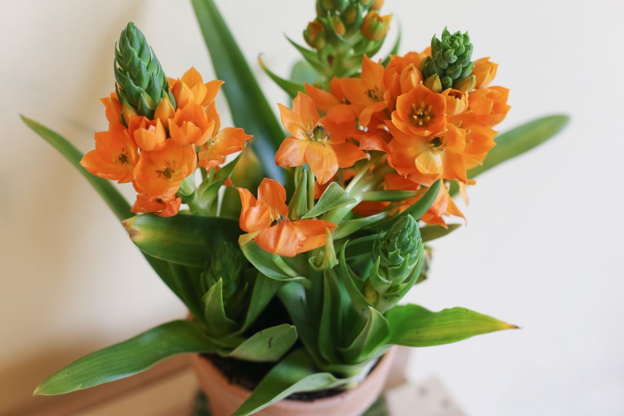 Птицемлечник оранжевый