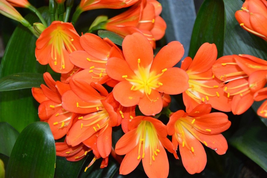 Цветок с оранжевыми цветами