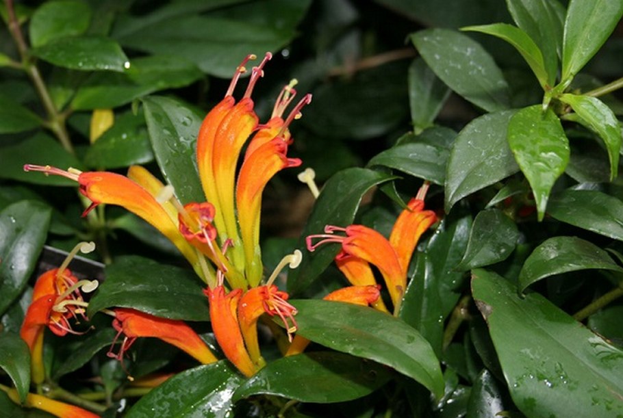 Эсхинантус Жар птица