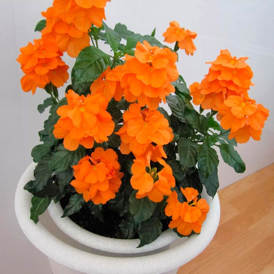 Кроссандра воронковидная