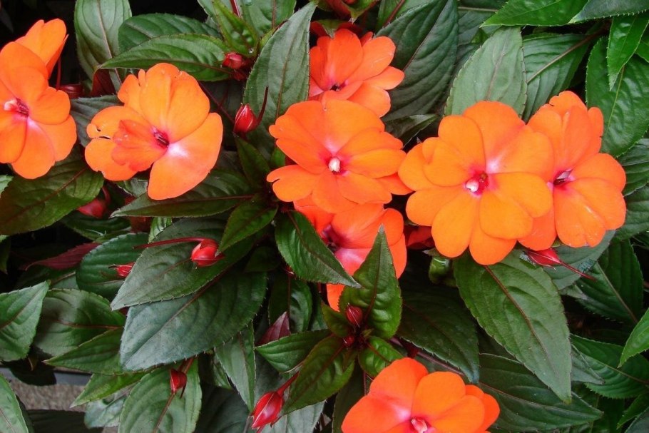 Бальзамин цветок комнатный