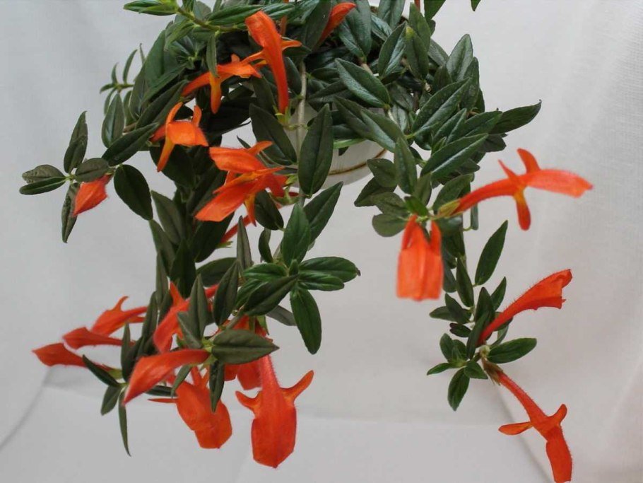 Колумнея Krakatau