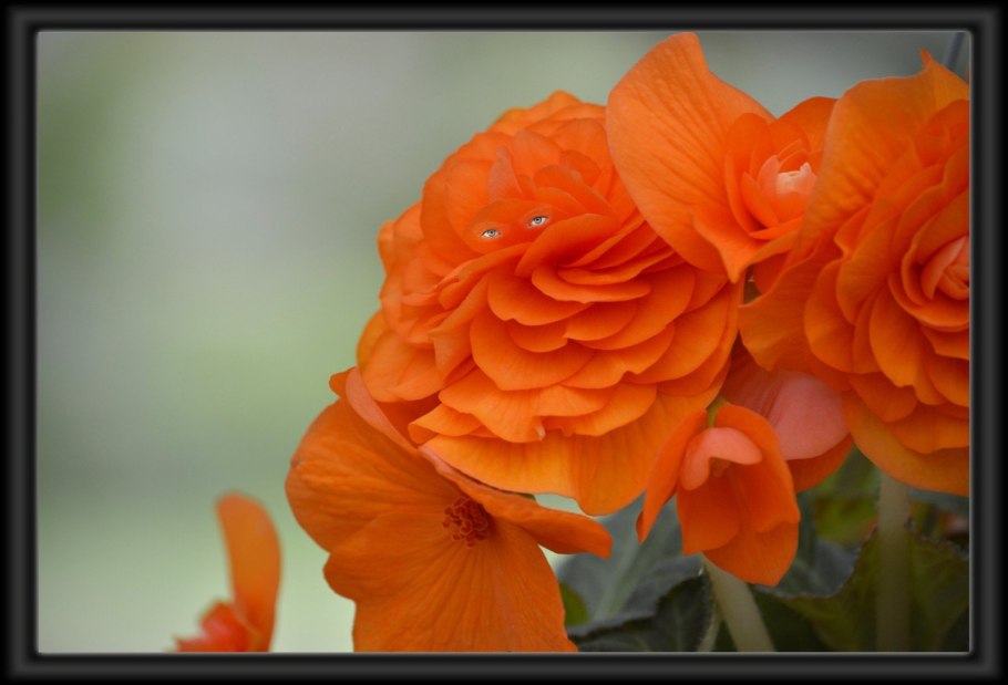 Самые красивые цветы оранжевого цвета