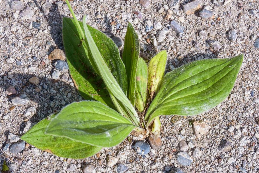 Plantago Media l. – подорожник средний